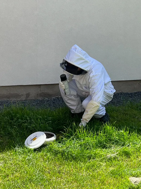 A person in a bee suit kneels on grass, inspecting a white trap with a lid, designed for monitoring insects.