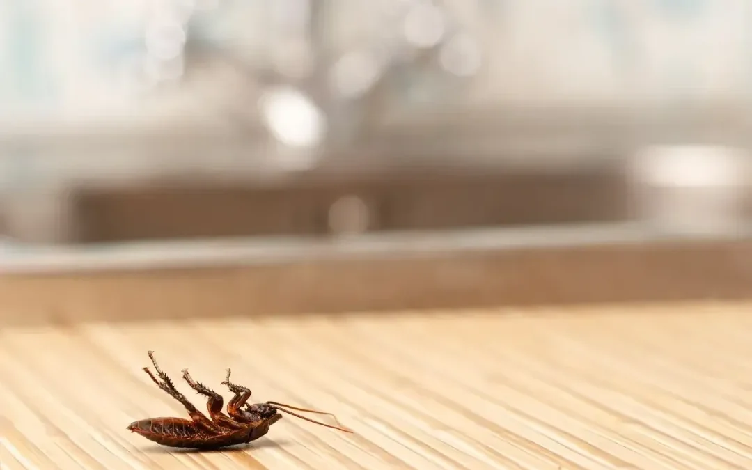 The Hidden Life of Cockroaches
