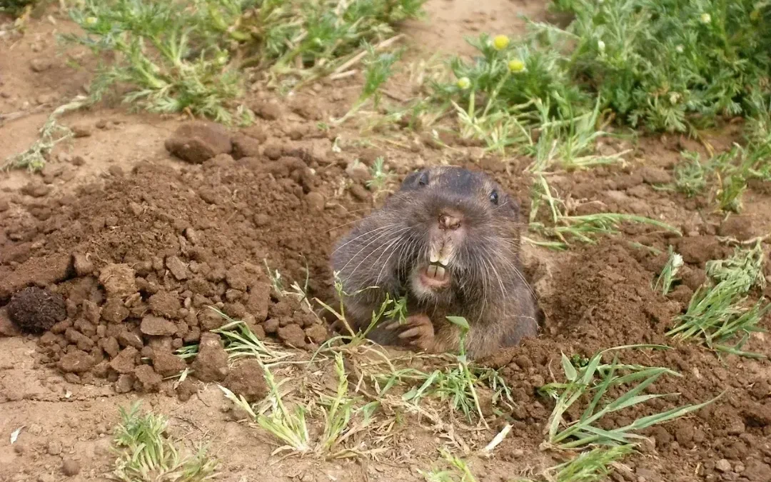 Understanding Gophers Annoying and Invasive Pests In Colorado